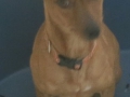 Pip 2788.jpg
