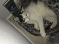 IMG-20170811-WA0033