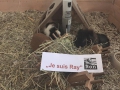 Meerschweinchen