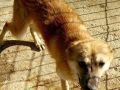 Roxy, w, 2j