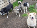 Mila-Ankita-Paula-Nanook-27.6.20