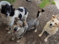 Paula-Ankita-Nanook-27.6.20-2