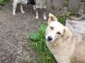 Paula-Ankita-Nanook-27.6.20