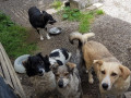 Paula-Ankita-Nanook-27.6.20a