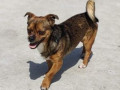 Chico