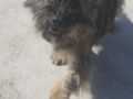 Shila