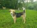 Blacky-25.8.20-a