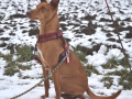 Pippo 3.3.18a