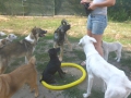 Lektion Sitz-Platz 30.08.2015 7 Branko im Ring