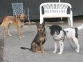 DSC01011a