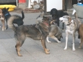 DSC01021a