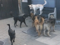 DSC01029a