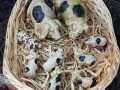 Schweinchen-2