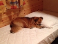 IMG-20150801-WA0011