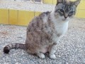 Bastet-w-1.1.10