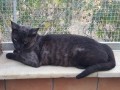 Boris-m-1.9.20