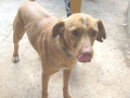 Canelo von Marlies