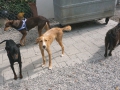 DSC00797a