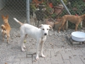 DSC00834a
