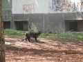 Kastrierte Strassenkatze 12.4.2017 1