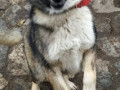 Dina