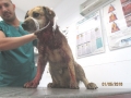 Velitschko Der gebissene Hund 1