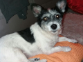 Puppi Dez 17