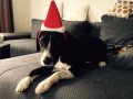 Weihnachten 2017 Toto
