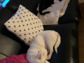 Amigo und Kanuba