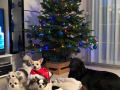 Böbeli und Frankie