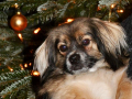 Benji