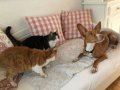 Bonnie, Lybia und Jacinto