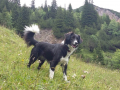 Collie