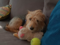 Eli