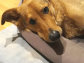 Krümel