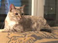 Lili
