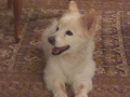 Lio