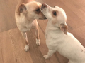 Luna ex Rita und Lilly
