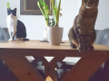 Mini und Coco