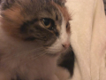 Mireille