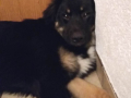 Mokka