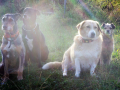 Moro und Sunny mit Freunden