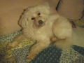 Pufi neu Finn