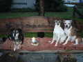 Susi, Cango, Pepita 2.12.18