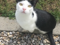 Vito