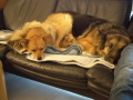 Wendy neu Indira und Mocca neu Mojo