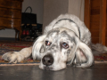 Zeus