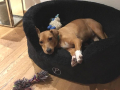 Zoe