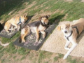 pele, lucho, cous-cous und bella