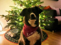 Dima-26.12.21